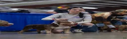 American Bully dogs for sale: lil UCE - Ad 8
