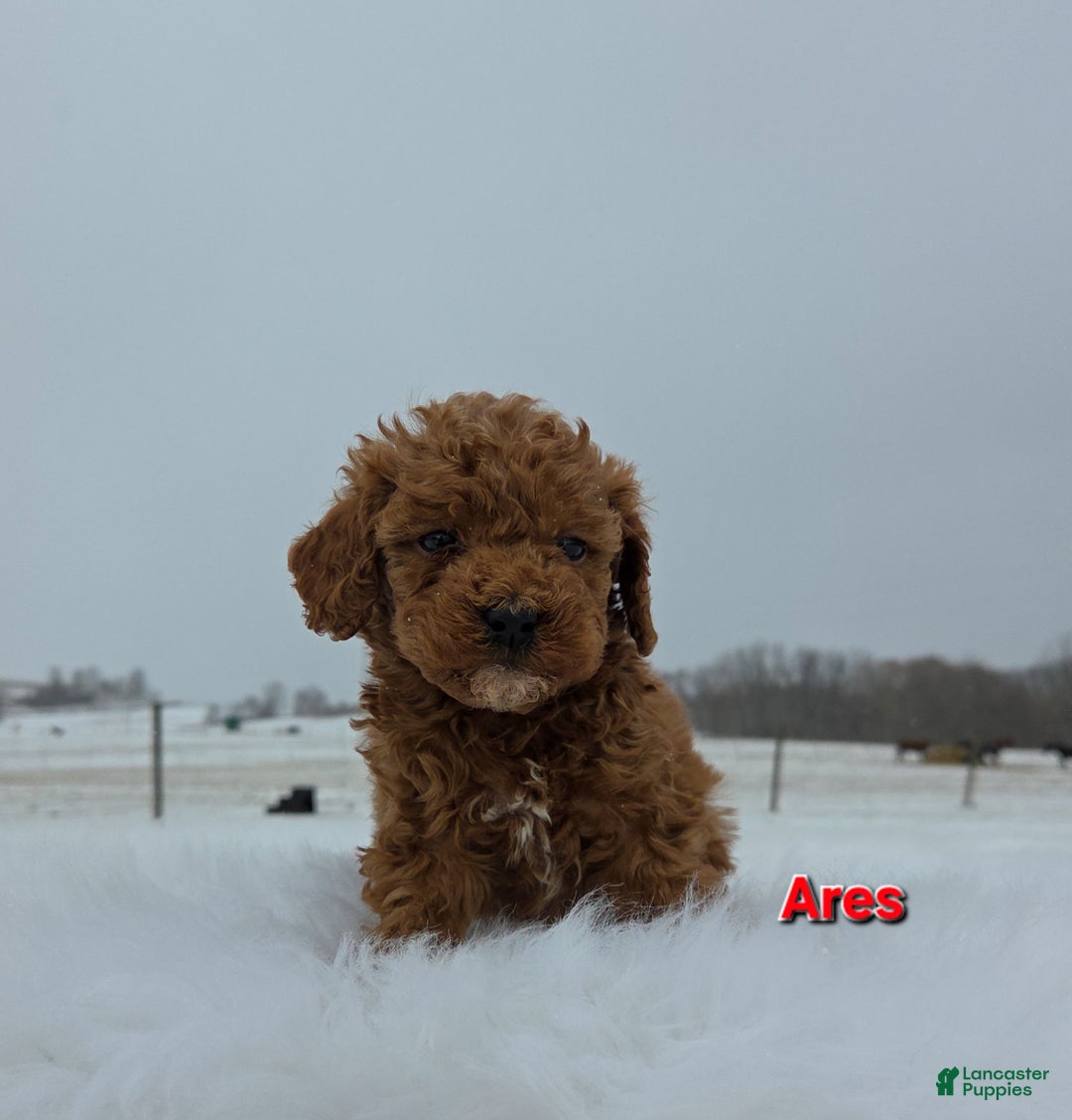 Miniature Poodle dogs for sale: Ares - Ad 2