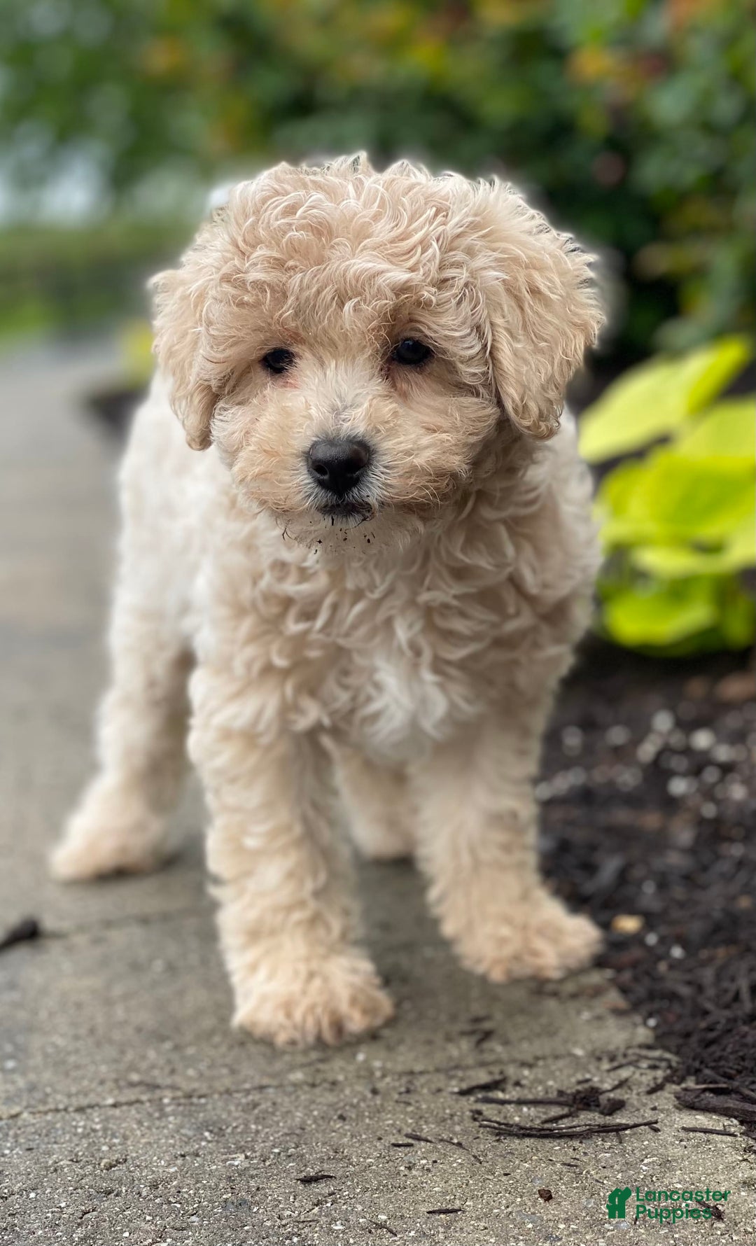 Miniature Poodle dogs for sale: Pansy - Ad 2