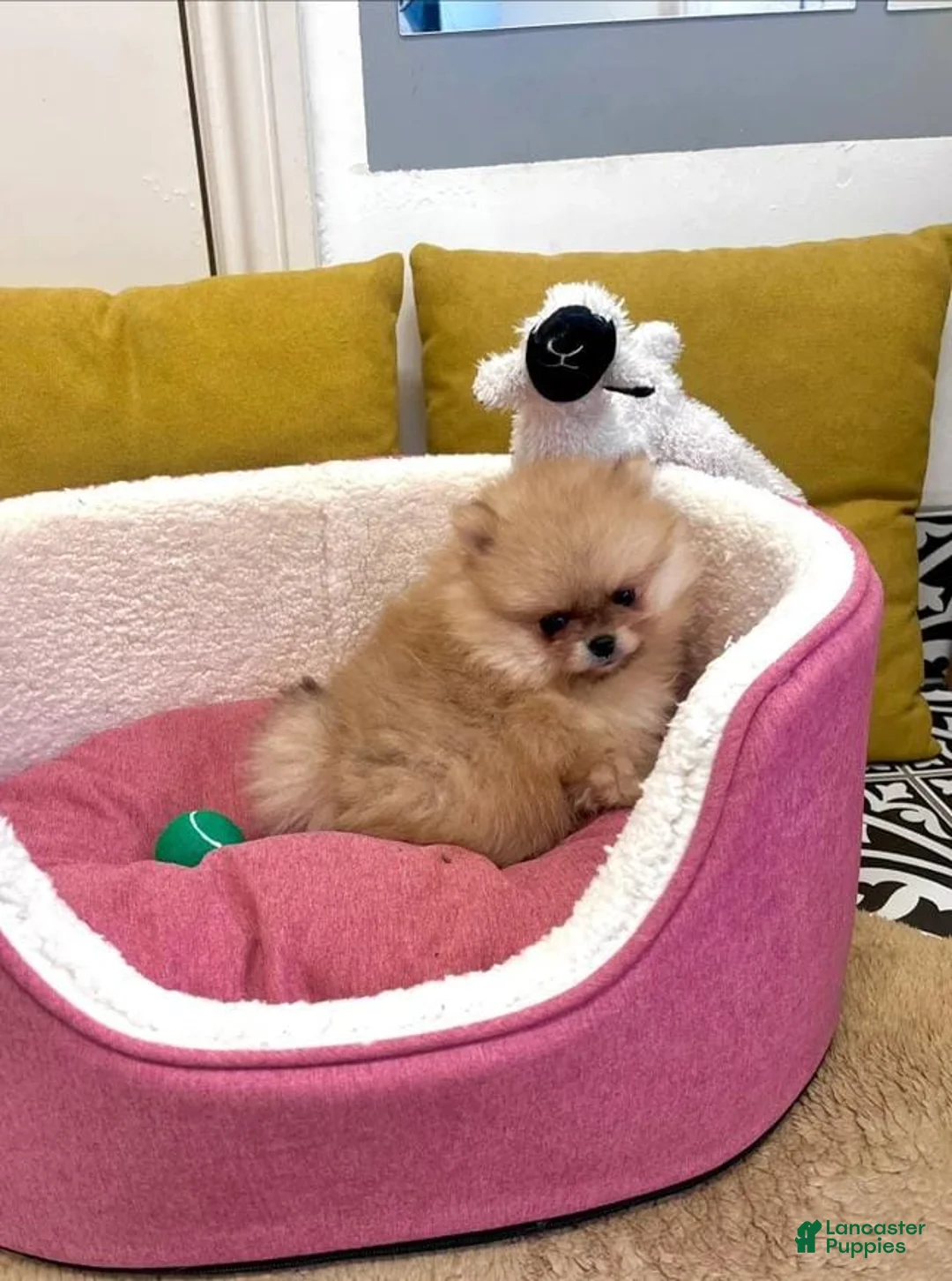 Pomeranian dogs for sale: Billy - Ad 1
