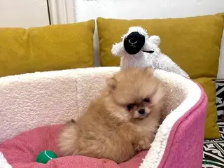 Pomeranian dogs Billy - Ad 2