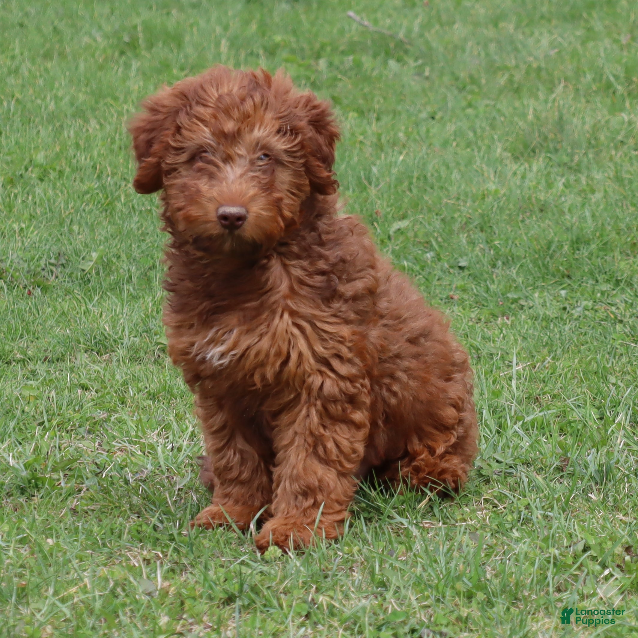 Mini Goldendoodle dogs Lenny - Ad 1
