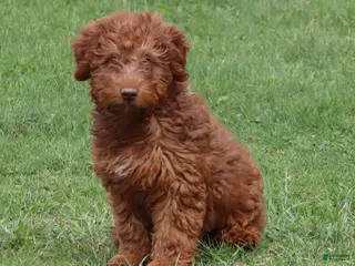 Mini Goldendoodle dogs for sale: Lenny - Ad 2