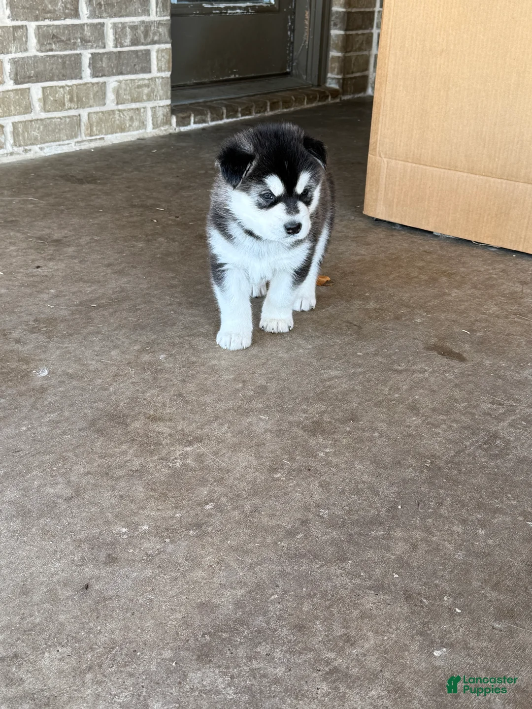 Alaskan Malamute dogs for sale: Alaskan Malamute Puppy 8 - Ad 5