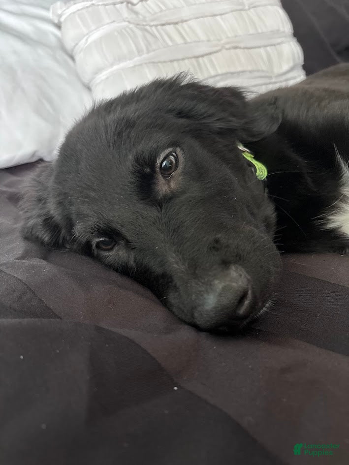 Labradoodle dogs Hunter - Ad 42