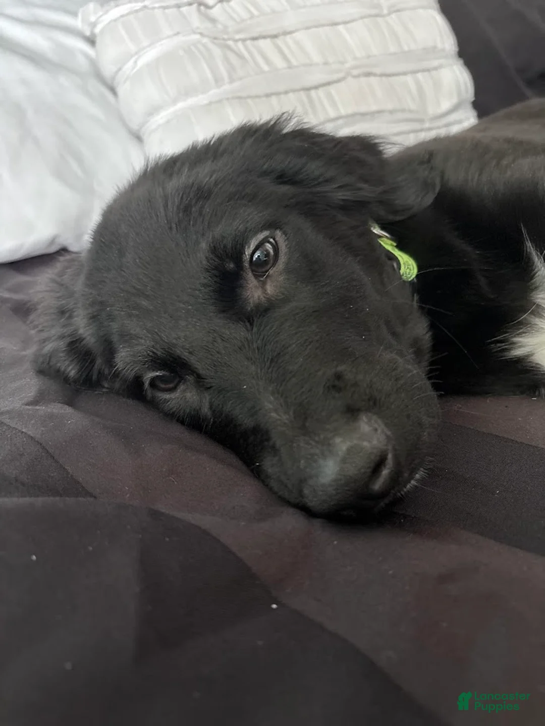 Labradoodle dogs for sale: Hunter - Ad 1