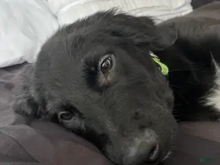 Labradoodle dogs Hunter - Ad 42