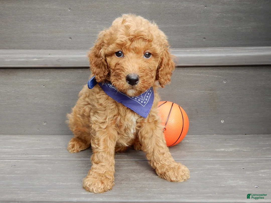 Mini Goldendoodle dogs for sale: Finn - Ad 1