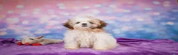 Shih Tzu dogs for sale: Bella - Ad 13