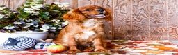 Cavalier King Charles Spaniel dogs for sale: Oliver - Ad 3