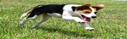 Mixed Breed dogs for sale: Willow - Ad 6