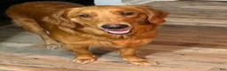 Golden Retriever dogs for sale: Red collar Golden Retriever 8 - Ad 3