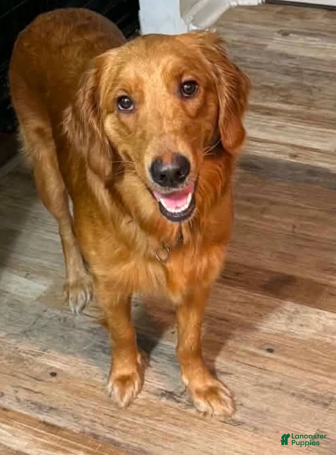 Golden Retriever dogs for sale: Red collar Golden Retriever 8 - Ad 3