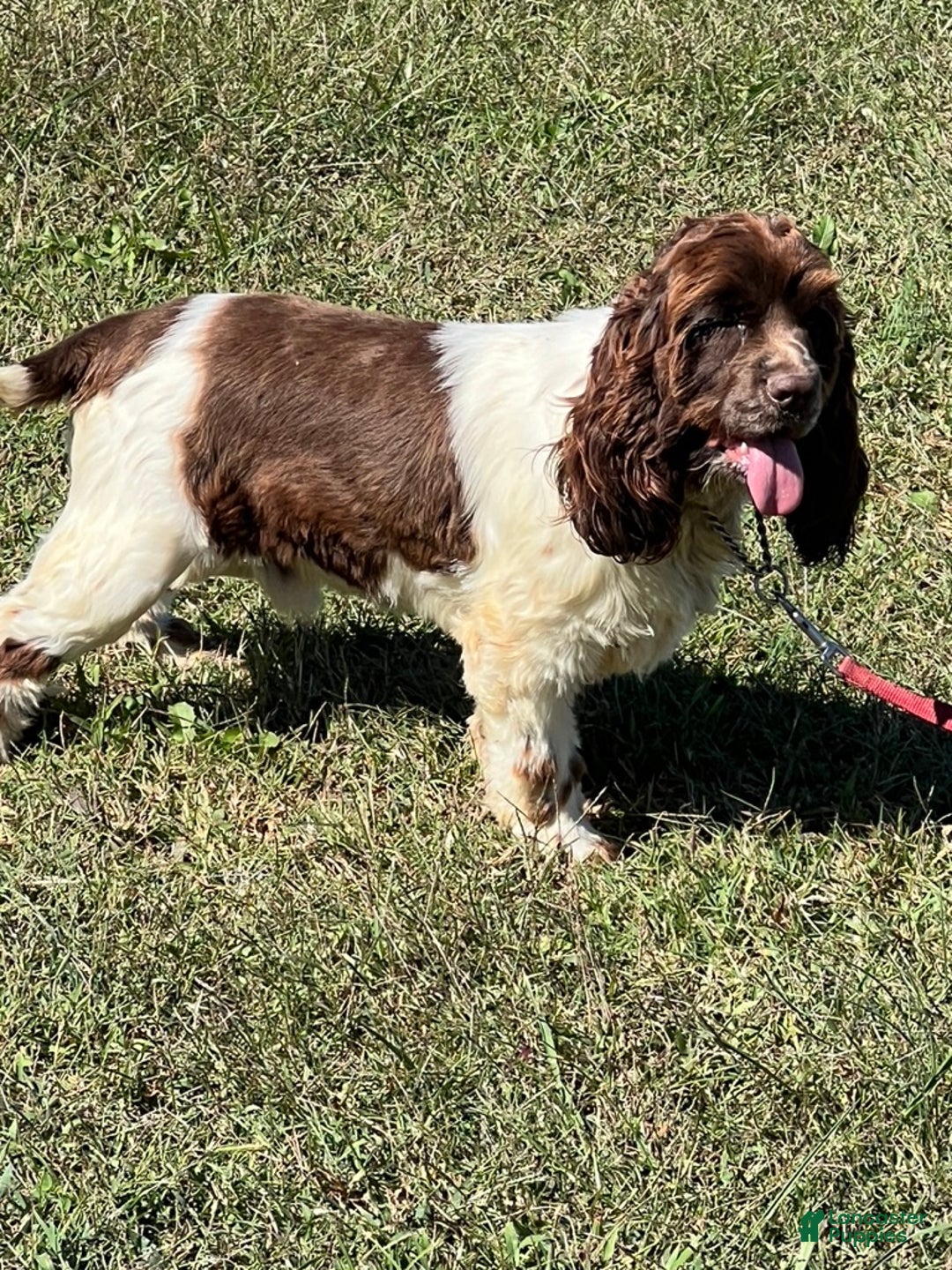 Cocker Spaniel dogs for sale: Tucker - Ad 2