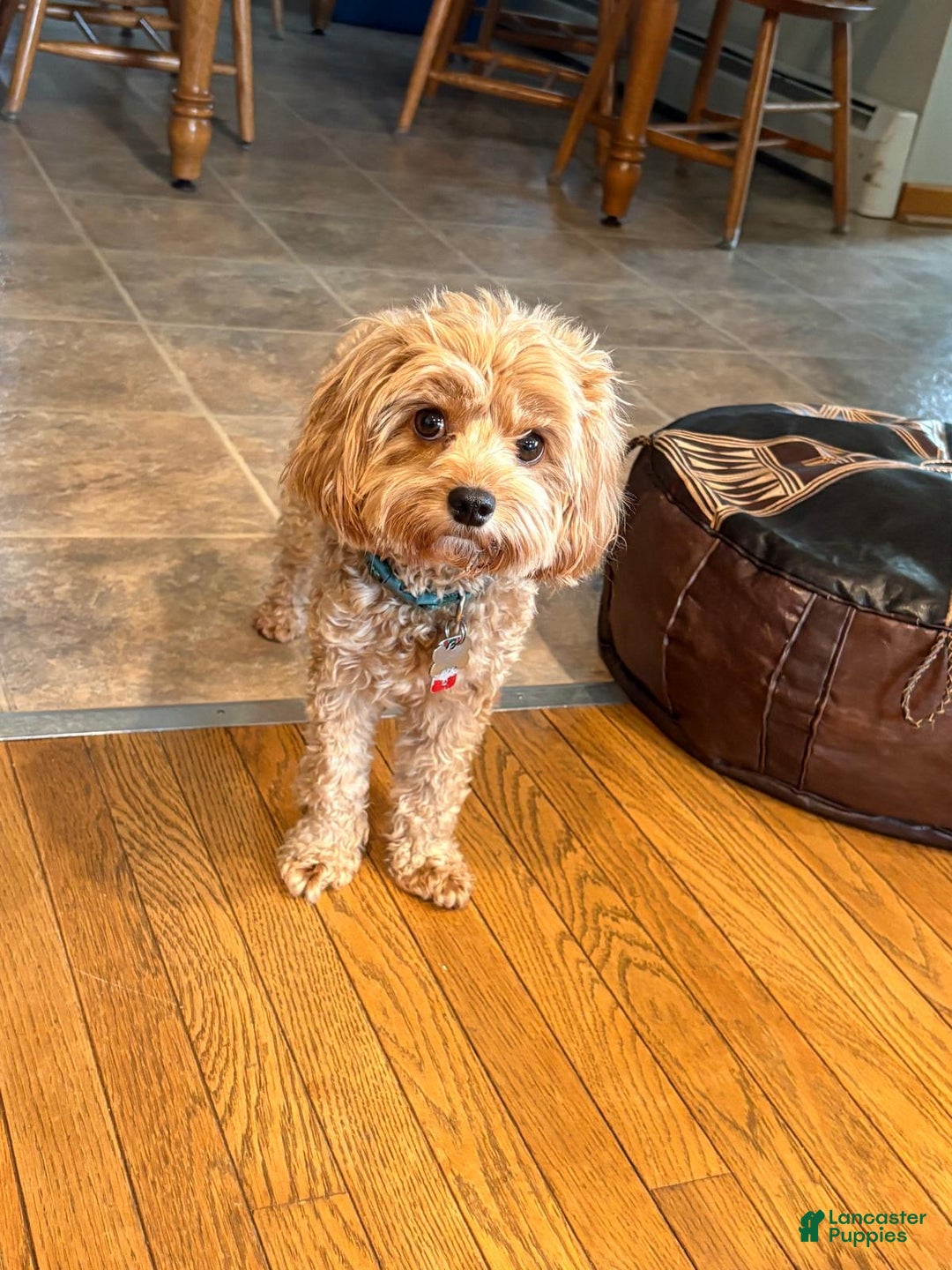 Cavapoo dogs for sale: Zoe - Ad 4