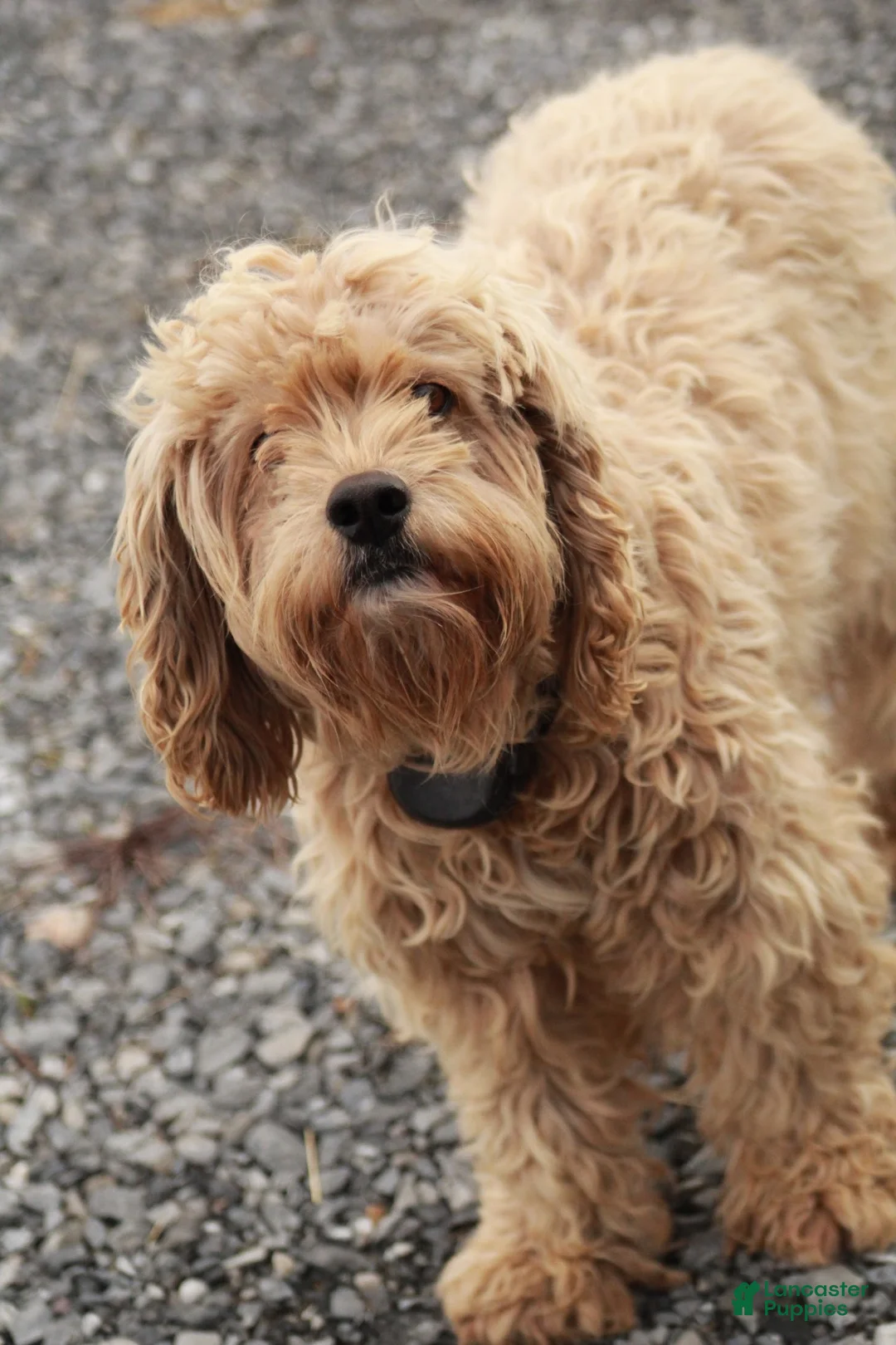 Cockapoo dogs for sale: Lio - Ad 3