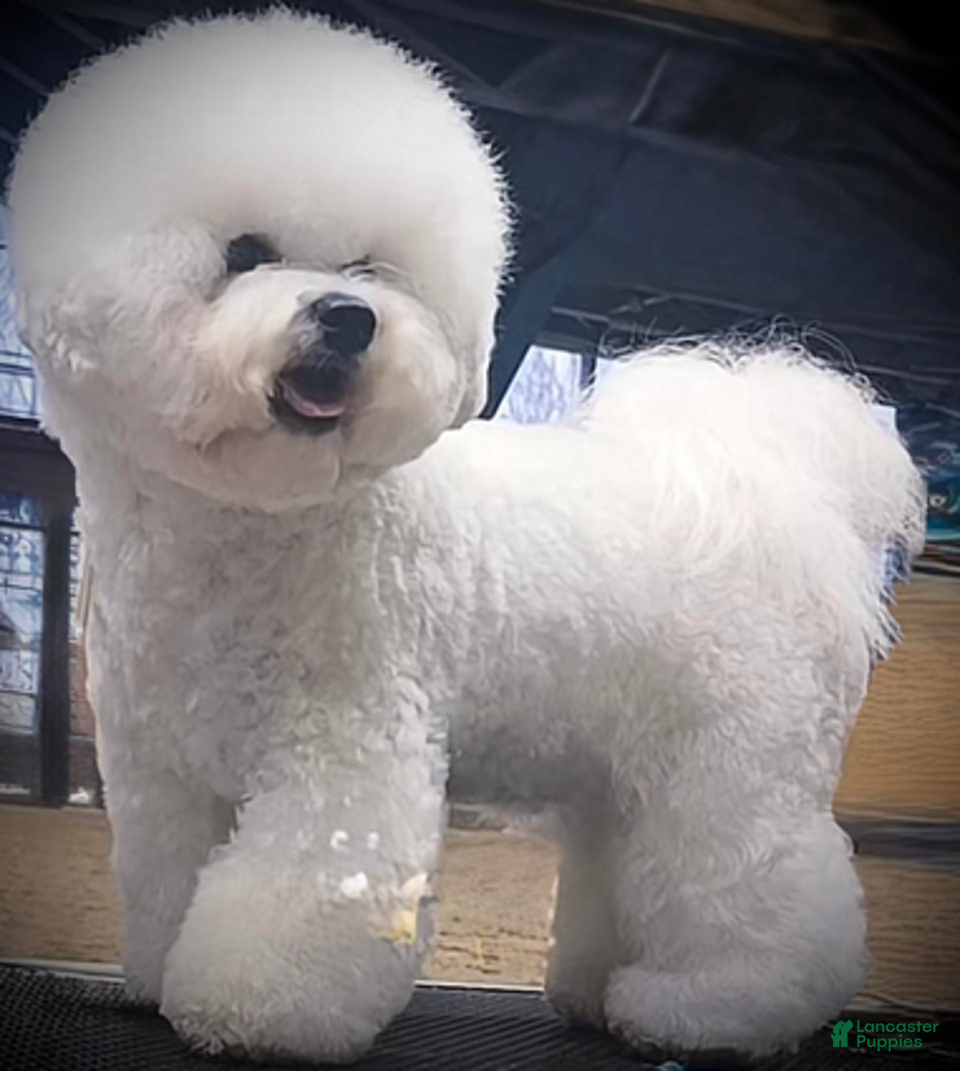 Bichon Frise dogs for sale: Benjamin - Ad 7