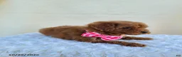 Miniature Poodle dogs for sale: Glenna - Ad 4