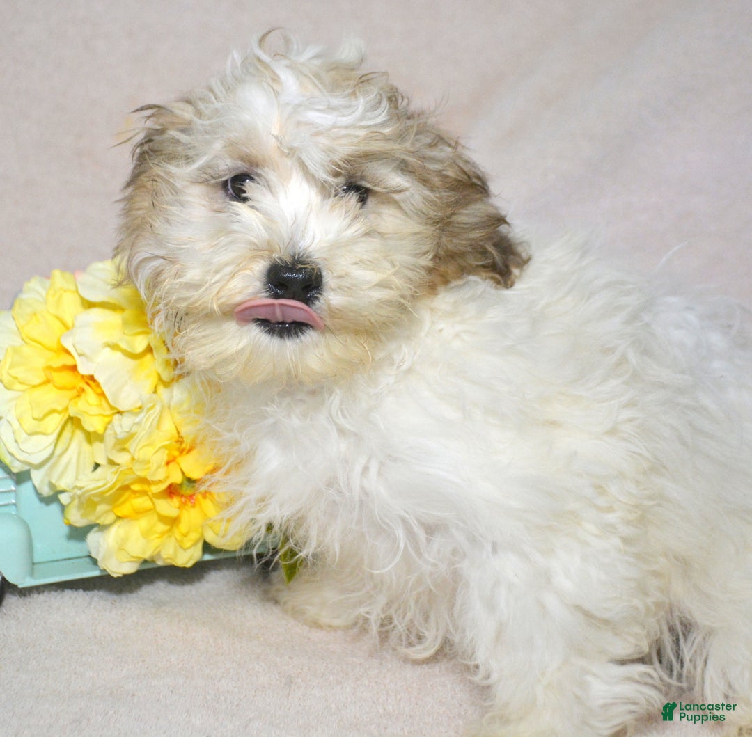 Shihpoo dogs for sale: Shihpoo Puppy 2 Spencer - Ad 1
