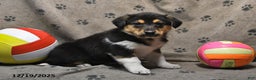 Mixed Breed dogs for sale: Kaci - Ad 1