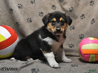 Mixed Breed dogs Kaci - Ad 30
