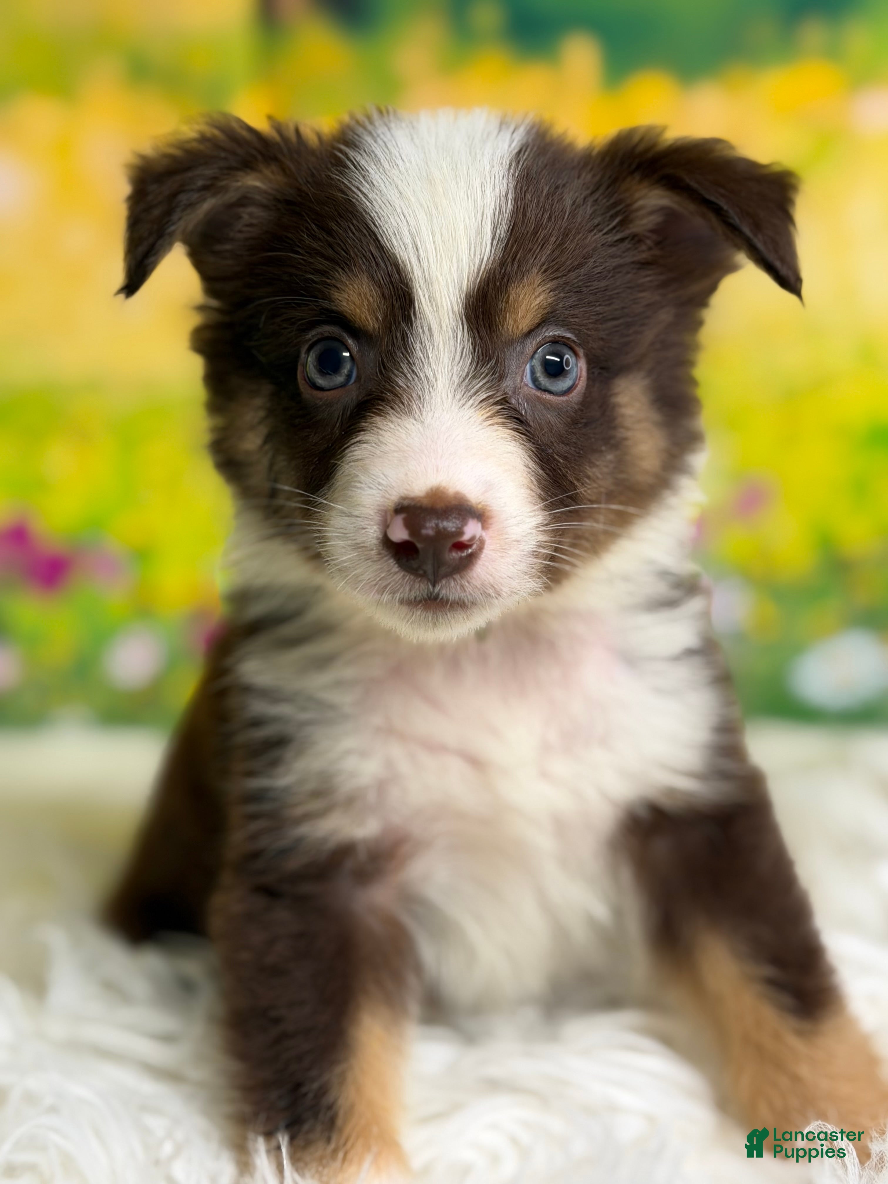 Australian Shepherd dogs Australian Shepherd Bogo - Ad 1