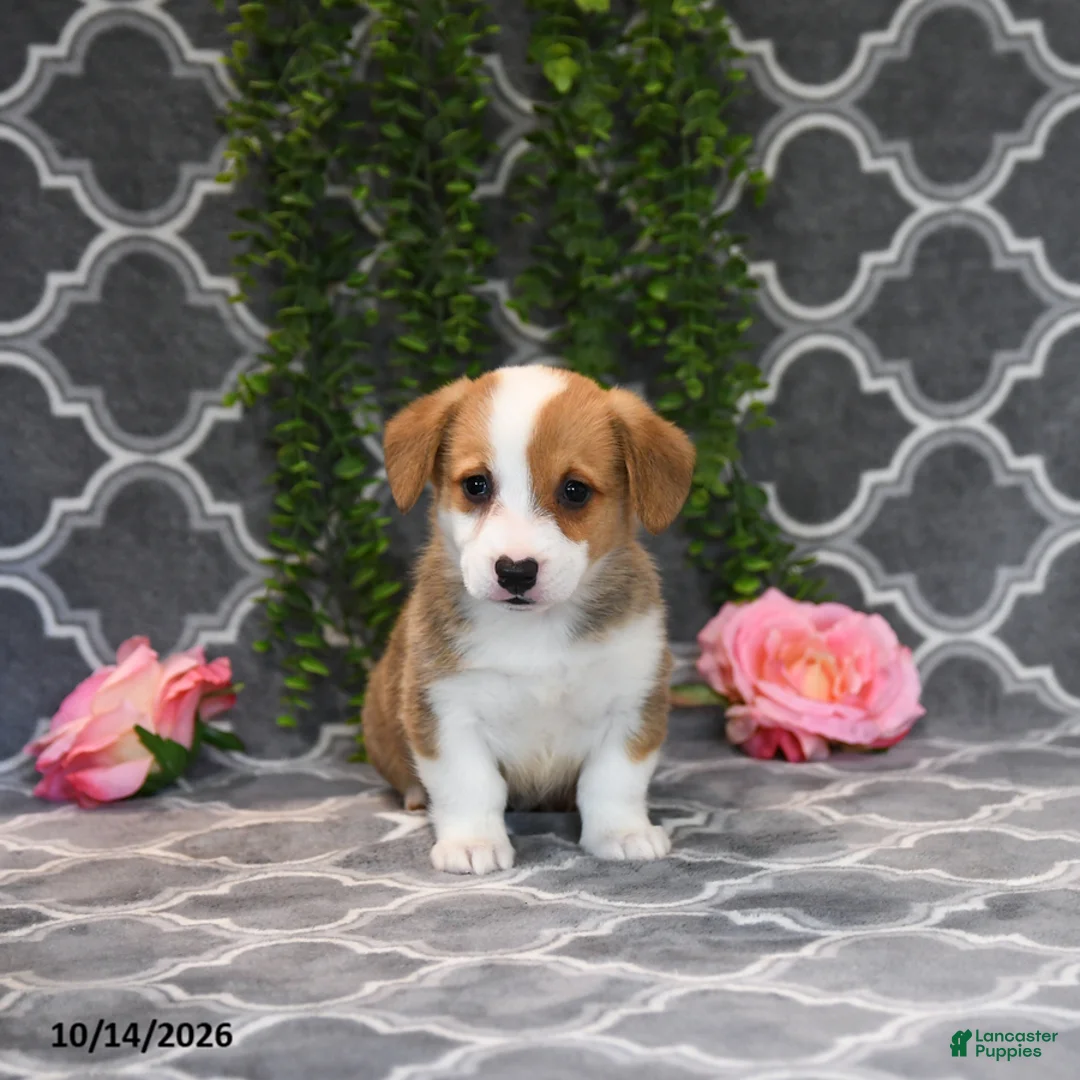 Welsh Corgi Pembroke dogs for sale: Princess - Ad 5