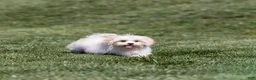 Teddy Bear dogs for sale: Lafayette - Ad 3