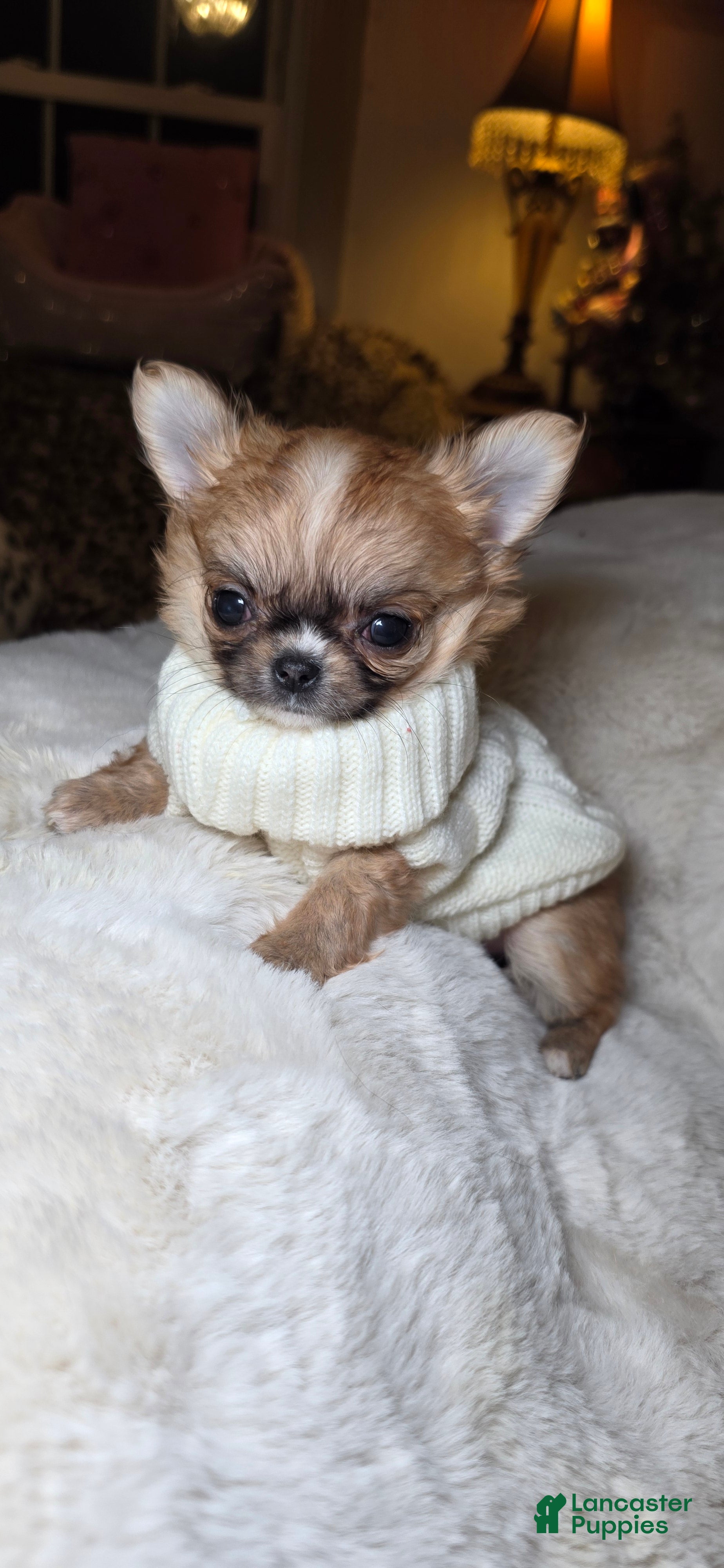 Chihuahua dogs Jules - Ad 34