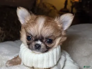 Chihuahua dogs Jules - Ad 7