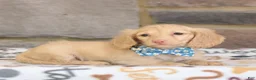 Miniature Dachshund dogs for sale: Nikkie - Ad 4