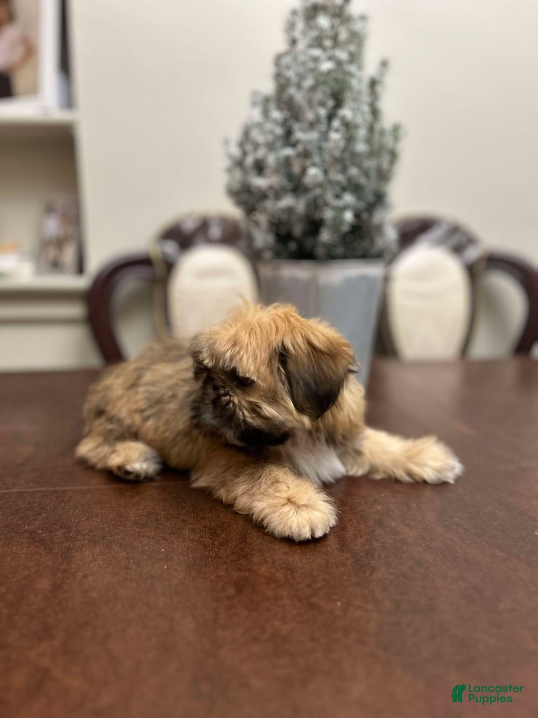 Shih Tzu dogs for sale: September - Ad 1