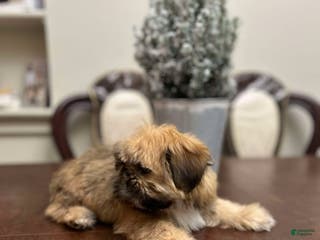 Shih Tzu dogs September - Ad 42