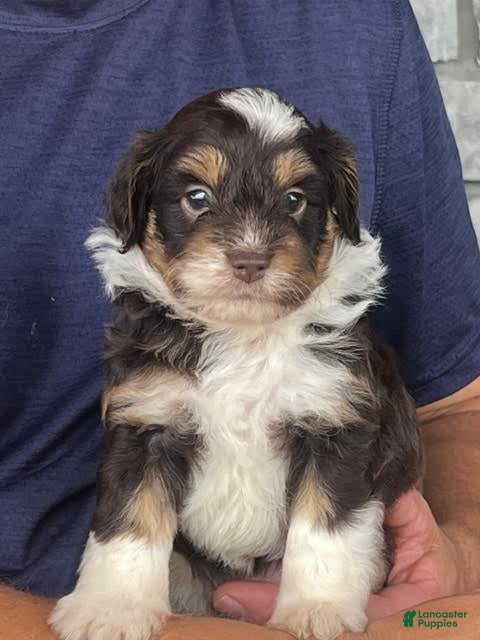 Aussiedoodle dogs for sale: Eclair Mini Aussiedoodle  - Ad 1