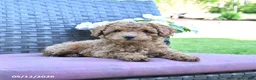 Miniature Poodle dogs for sale: Hank - Ad 1