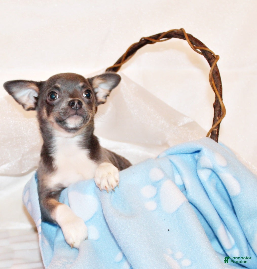 Chihuahua dogs Eastwood - Ad 1