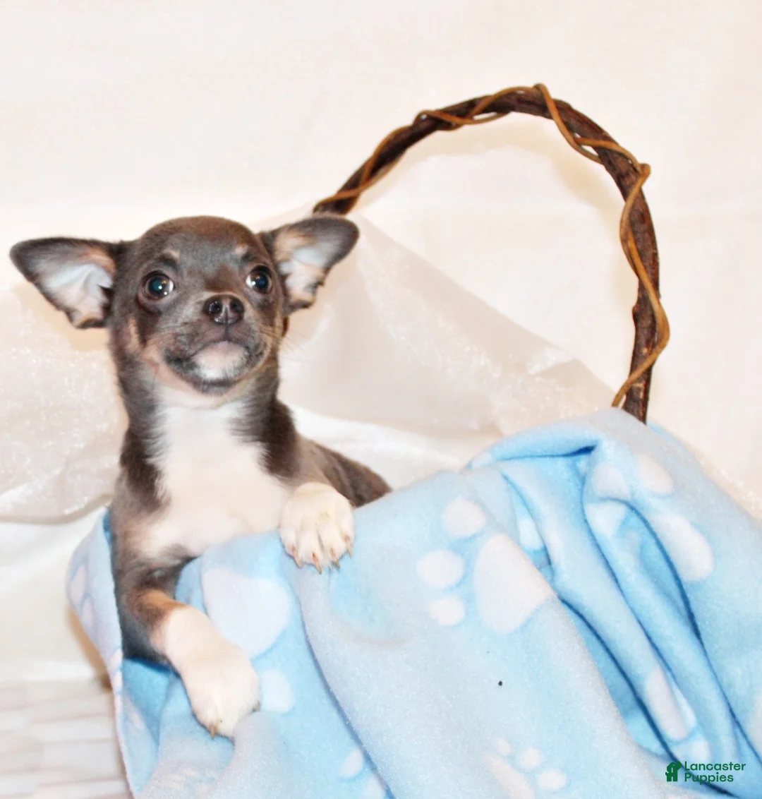 Chihuahua dogs for sale: Eastwood - Ad 1