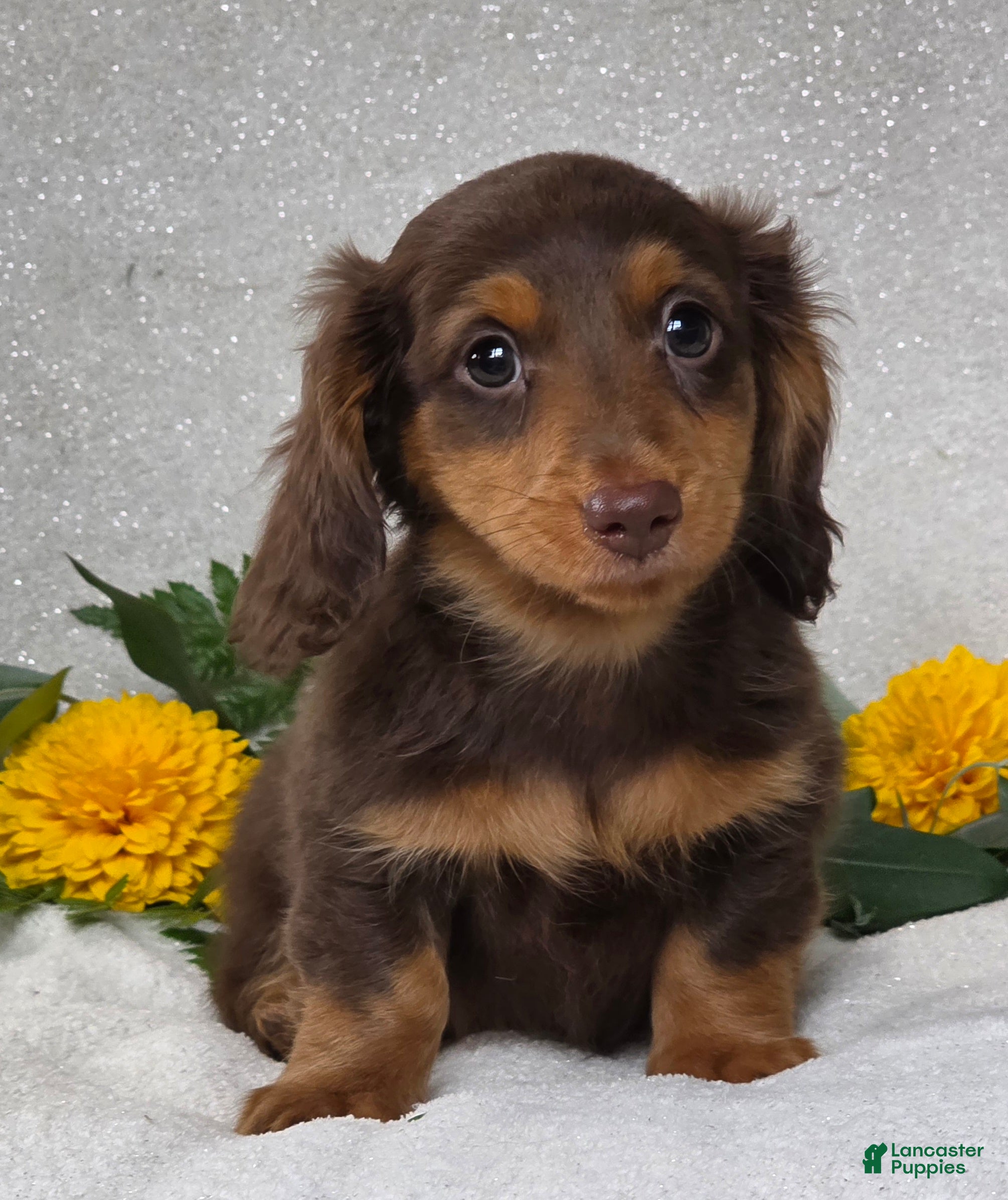 Miniature Dachshund dogs Judson - Ad 2