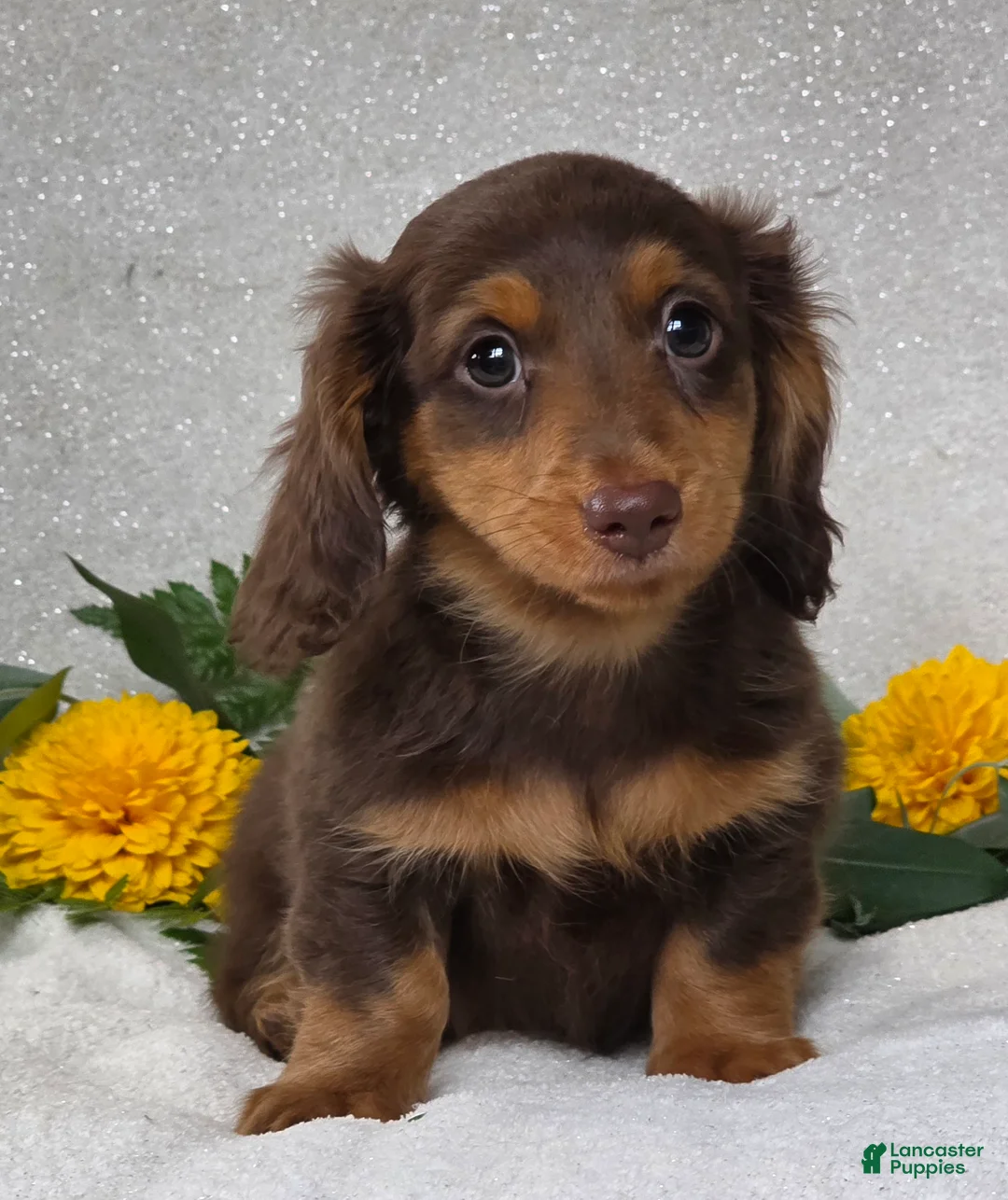 Miniature Dachshund dogs for sale: Judson - Ad 2