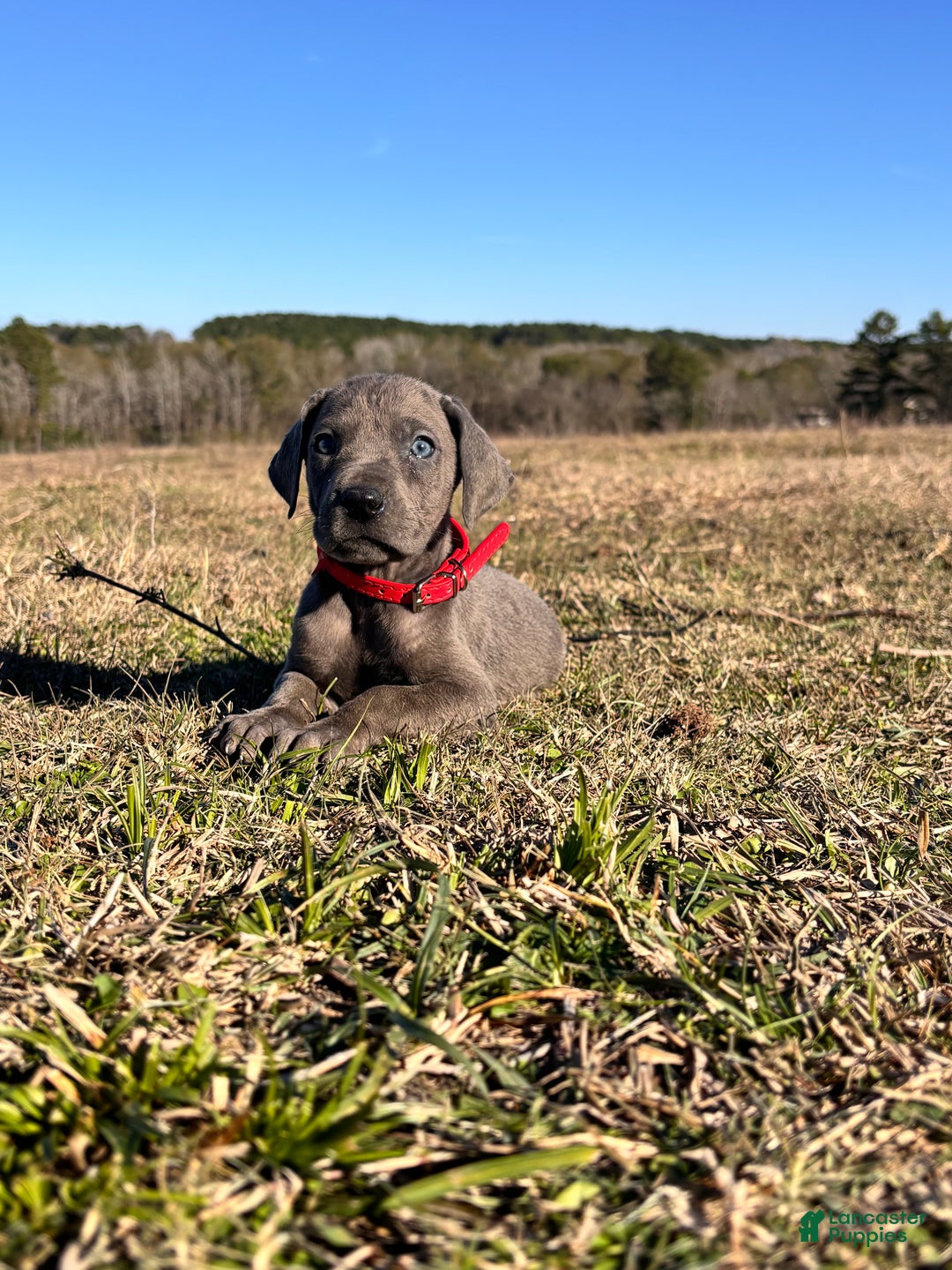 Great Dane dogs for sale: Solid Blue Female - Penny  - Ad 6