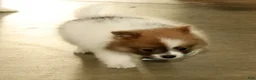 Pomeranian dogs for sale: Sawyer - Ad 9