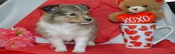 Shetland Sheepdog dogs for sale: Kalila - Ad 1