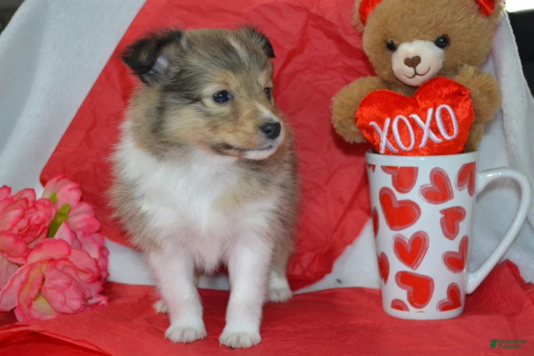 Shetland Sheepdog dogs for sale: Kalila - Ad 1