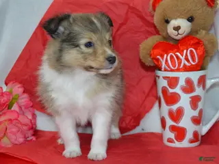 Shetland Sheepdog dogs Kalila - Ad 3