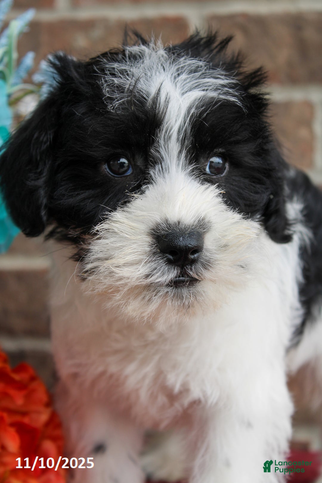 Miniature Schnauzer dogs for sale: Ollie - Ad 2