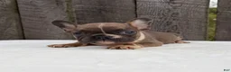 French Bulldog dogs for sale: Brantley - Ad 4