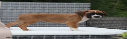 Boxer dogs for sale: Queenie - Ad 3