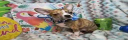 Chihuahua dogs for sale: Emmanuell [Brindle] - Ad 2
