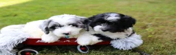 Maltipoo dogs for sale: Dexter  - Ad 18