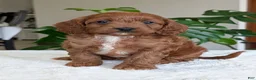 Cavapoo dogs for sale: Ellie - Ad 14